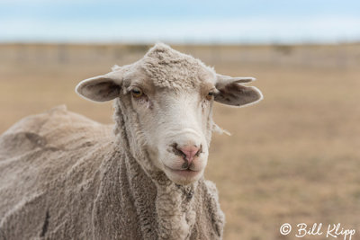 Sheep, Estancia Rincon Chico  1