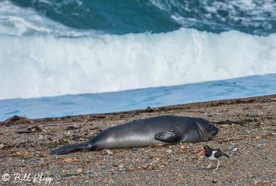 Southern Elephant Seal, Estancia La Ernestina 13