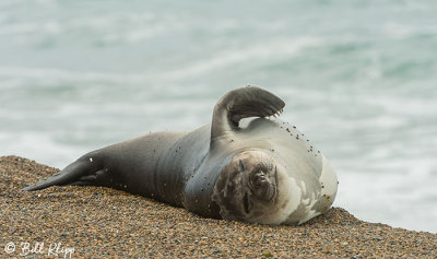 Southern Elephant Seal, Estancia La Ernestina 11