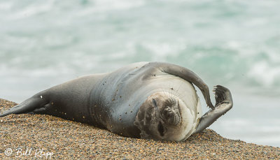 Southern Elephant Seal, Estancia La Ernestina 10