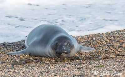 Southern Elephant Seal, Estancia La Ernestina  5