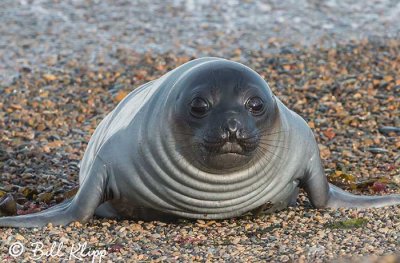 Southern Elephant Seal, Estancia La Ernestina  4