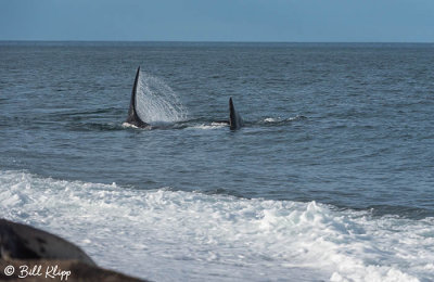 Southern Right Whale, Estancia La Ernestina 11
