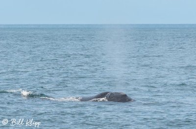 Southern Right Whale, Estancia La Ernestina 12