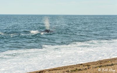 Southern Right Whale, Estancia La Ernestina 13