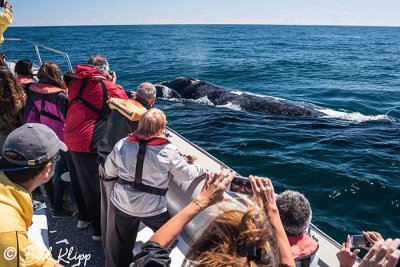 Southern Right Whale, Puerto Piramides  1