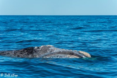 Southern Right Whale, Puerto Piramides 4