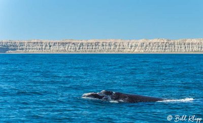 Southern Right Whale, Puerto Piramides  3