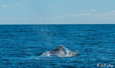 Southern Right Whale, Puerto Piramides  2