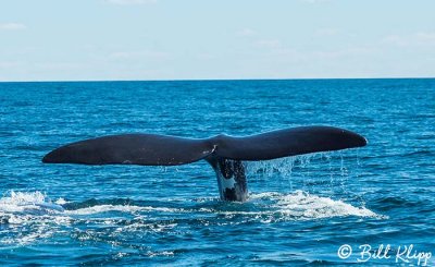 Southern Right Whale, Puerto Piramides  5