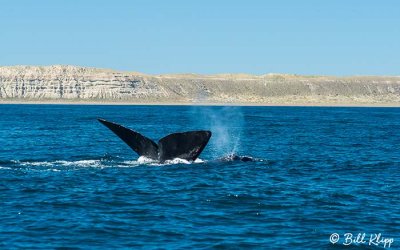 Southern Right Whale, Puerto Piramides  7