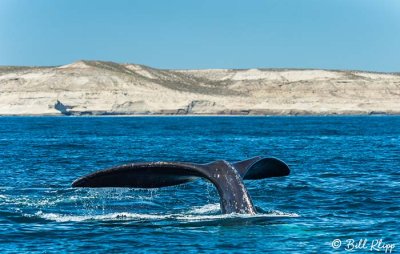 Southern Right Whale, Puerto Piramides  9