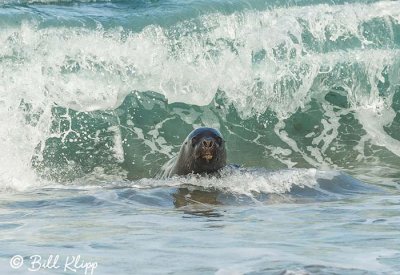 Southern Sea Lion, Estancia La Ernestina  7