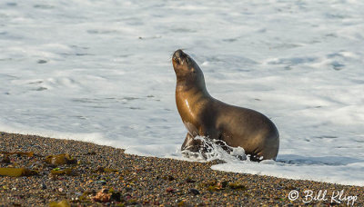 Southern Sea Lion, Estancia La Ernestina  9