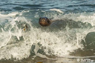 Southern Sea Lion, Estancia La Ernestina  11