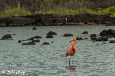 Lesser Flamingo, Cerro Dragon  6