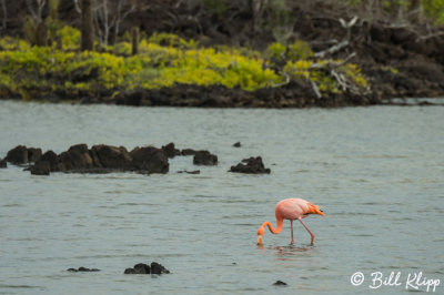 Lesser Flamingo, Cerro Dragon  5