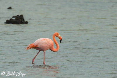 Lesser Flamingo, Cerro Dragon  4