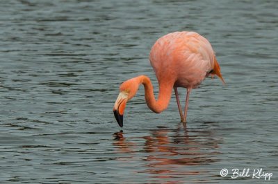 Lesser Flamingo, Cerro Dragon  3