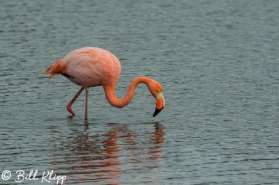 Lesser Flamingo, Cerro Dragon  2
