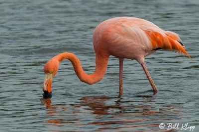 Lesser Flamingo, Cerro Dragon  1