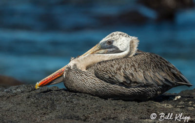 Brown Pelican, Fernandina Island   2