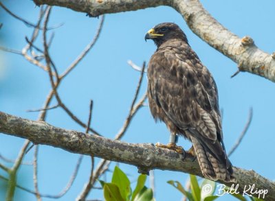 Galapagos Hawk,  Fernandina Island  1