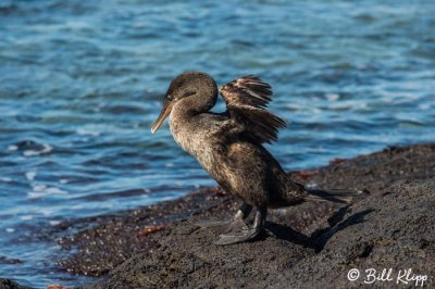 Flightless Cormorant, Fernandina Island  2