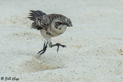 Mockingbirds, Gardner Bay  8