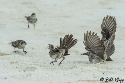 Mockingbirds, Gardner Bay  7