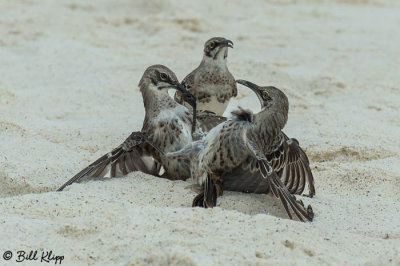 Mockingbirds, Gardner Bay  6