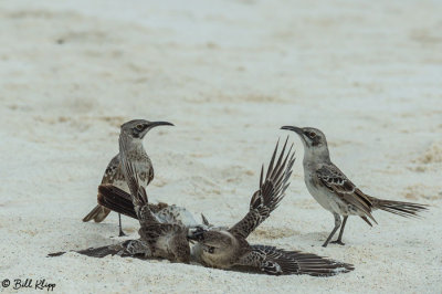 Mockingbirds, Gardner Bay  5