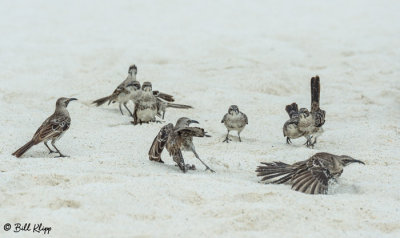 Mockingbirds, Gardner Bay  3