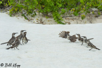 Mockingbirds, Gardner Bay  2