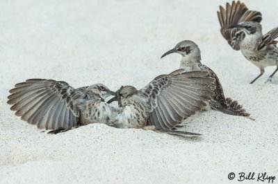 Mockingbirds, Gardner Bay  4