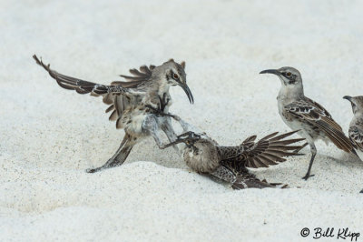 Mockingbirds, Gardner Bay  1