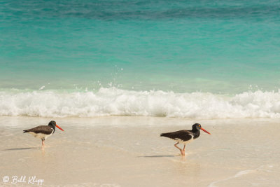 Oyster Catcher, Gardner Bay   2