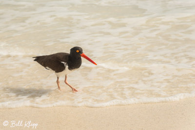 Oyster Catcher, Gardner Bay   1