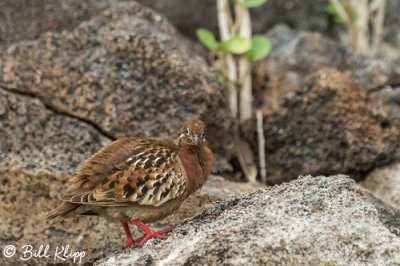 Dove, Genovesa Island  1