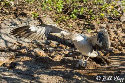 Red-Footed Booby, Genovesa Island  5