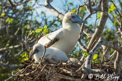 Red-Footed Booby, Genovesa Island  6