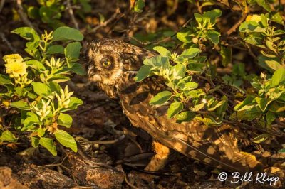 Short-Eared Owl, Genovesa Island  1