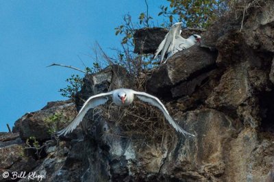 Red-Billed Tropic Bird, Genovesa  5