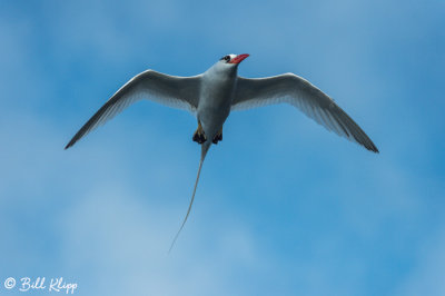 Red-Billed Tropic Bird, Genovesa  4