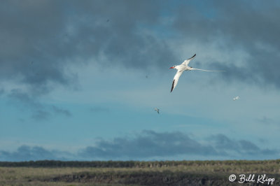 Red-Billed Tropic Bird, Genovesa  3