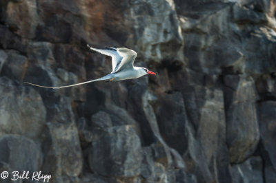 Red-Billed Tropic Bird, Genovesa  2