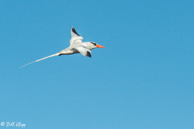 Red-Billed Tropic Bird, Genovesa 1