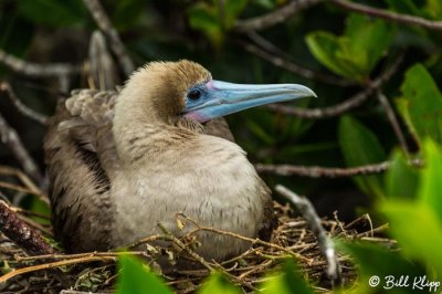 Red-Footed Booby, Genovesa Island  4