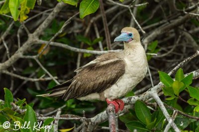 Red-Footed Booby, Genovesa Island  3