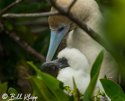 Red-Footed Booby, Genovesa Island  2